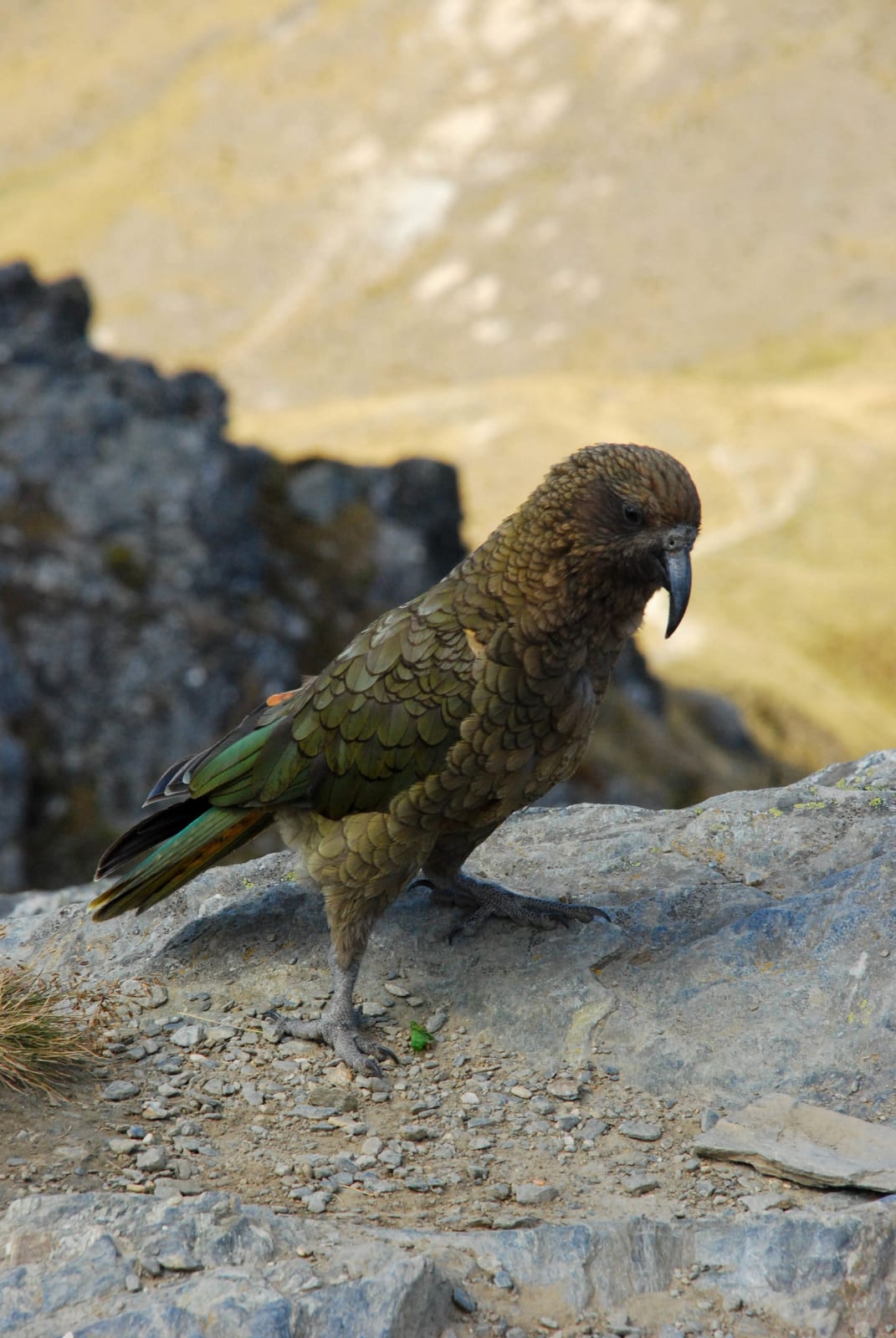 bird beak parrot in New Zealand