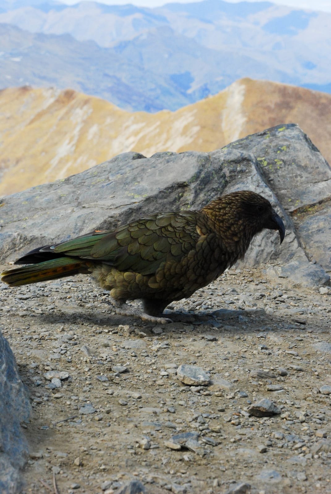 bird beak wildlife in New Zealand