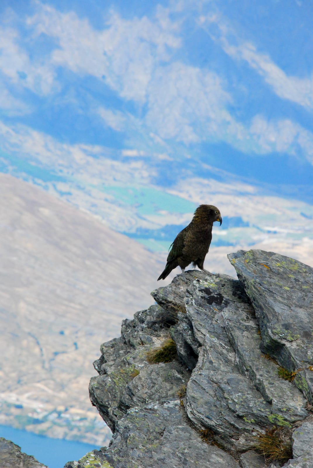 bird bedrock falcon in New Zealand