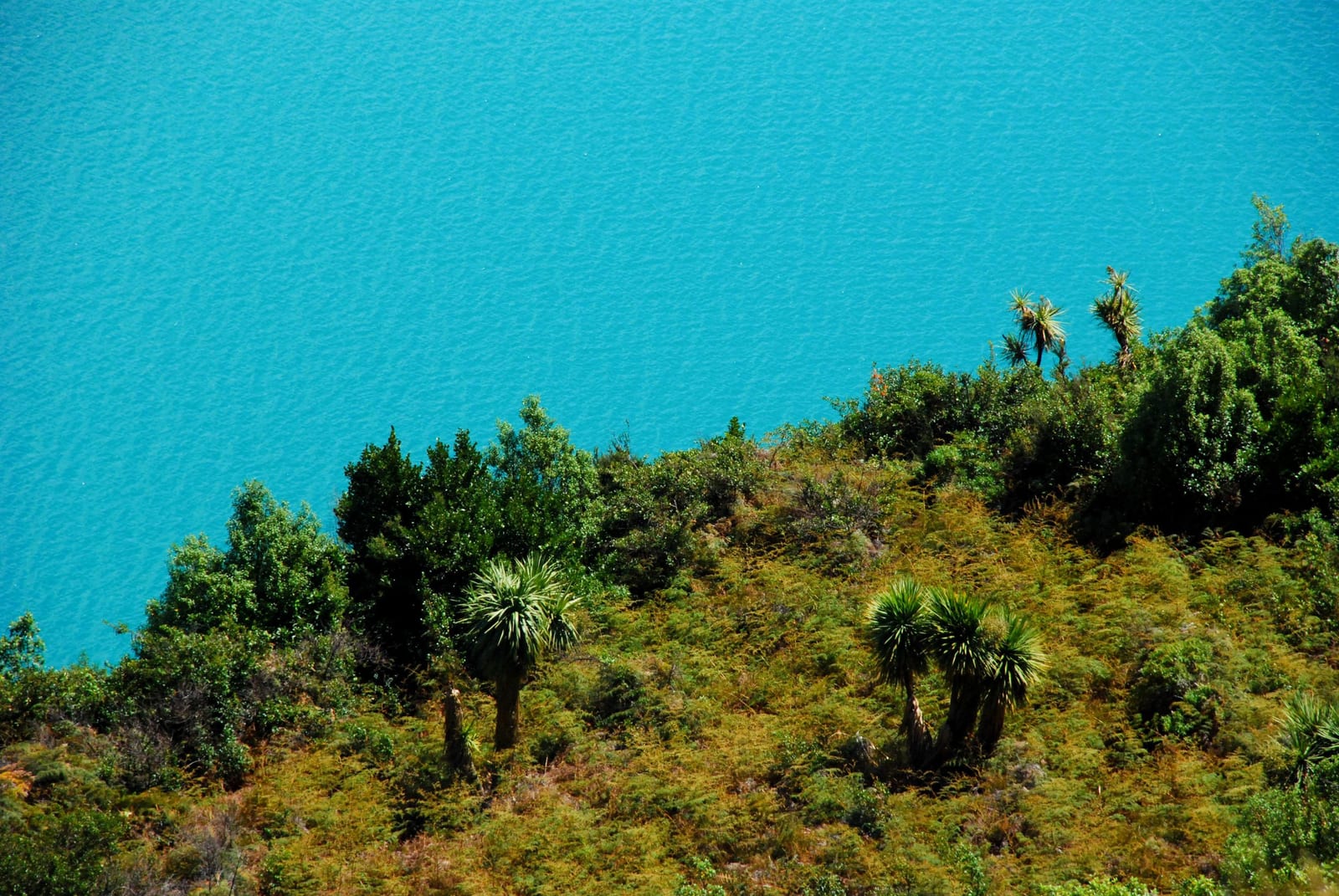 blue green vegetation in New Zealand