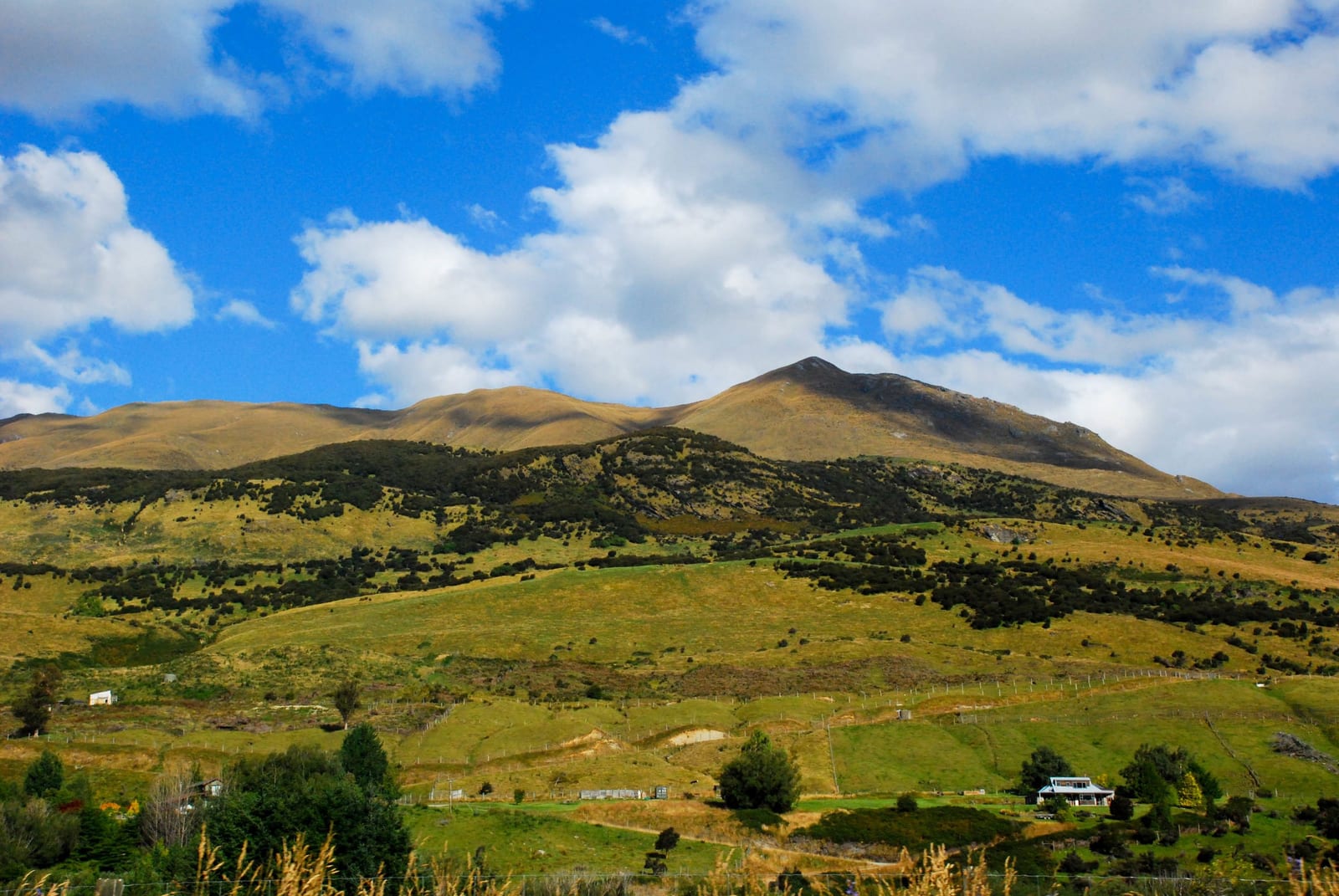 mountain landscape grass in New Zealand